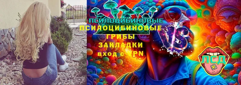 Псилоцибиновые грибы Psilocybine cubensis Спасск-Рязанский